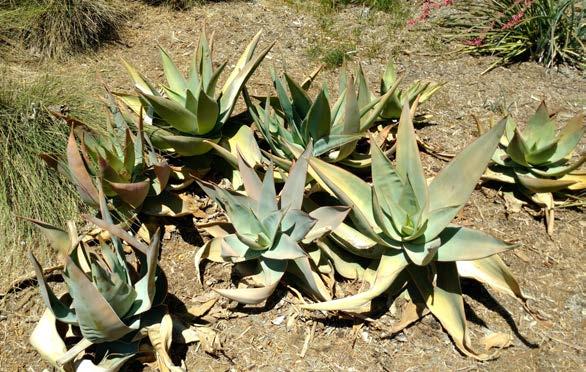 2: The Gist of Irrigation 17 This patch of Aloe striata is showing the signs of under-watering with shriveled leaves, dying older leaves, and stunted new growth.