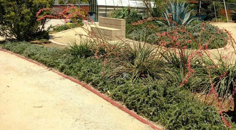 50 CaliFORNia Friendly Maintenance: your Field Guide In this beautiful and simple setting, the blue agave, red yucca and trailing rosemary are thriving with recycled water.