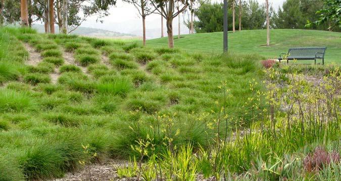 58 California Friendly Maintenance: Your Field Guide Fertilizing / Fertilization Most of the grasses sold at nurseries come from biologically rich areas with biologically complex soils.