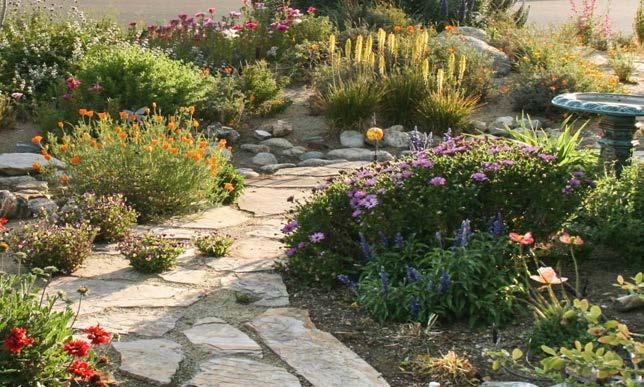 70 California Friendly Maintenance: Your Field Guide Perennials provide connections and cheer. Technically, a perennial is any dicot that lives longer than two years (grasses are monocots).