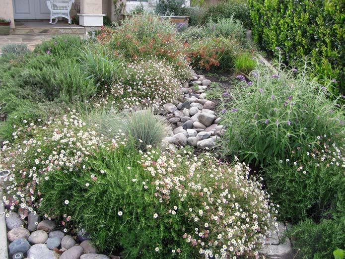 72 California Friendly Maintenance: Your Field Guide Larger Perennials: This is a tougher bunch and desert and scrub perennials are better represented.