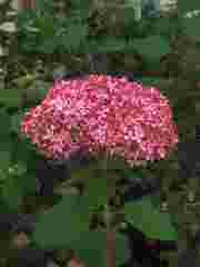 15 Hydrangea: Oak Leaf. Native shrub.