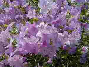 zone 4 Part shade to sun Fragrant pink-lilac-purple blooms