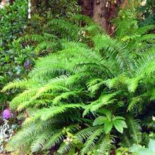 pacific-northwest native flora, will create a green, restorative