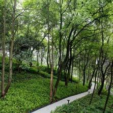 It includes: Meandering boardwalk through a forest setting Seating areas