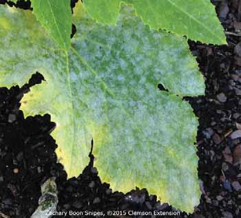 spots or in small patches in other parts of the leaf. Leaves infected with downy mildew curl inward as the leaf dies.