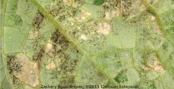 Downy Mildew Downy mildew is one of the most important leaf diseases of cucurbits. Typically, symptoms begin as small yellow areas on the upper leaf surface.