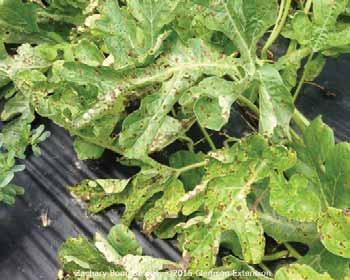 Leaf spots of gummy stem blight are larger than individual spots of downy mildew. Some leaf spots of gummy stem blight have a ringed or target look.