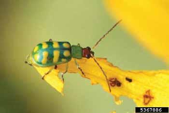 predators and parasites are enemies of cucumber beetles. Eliminate weeds in and around the garden. Banded cucumber beetle (Diabrotica balteata).