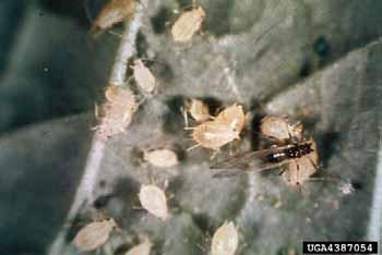Certain insecticides applied at planting or as a foliar spray for insect control apparently contribute to severe outbreaks of mites on melons by killing their natural enemies.