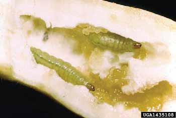 In South Carolina, pickleworms starve or freeze to death during the winter. They overwinter in Florida and spread northward each spring.