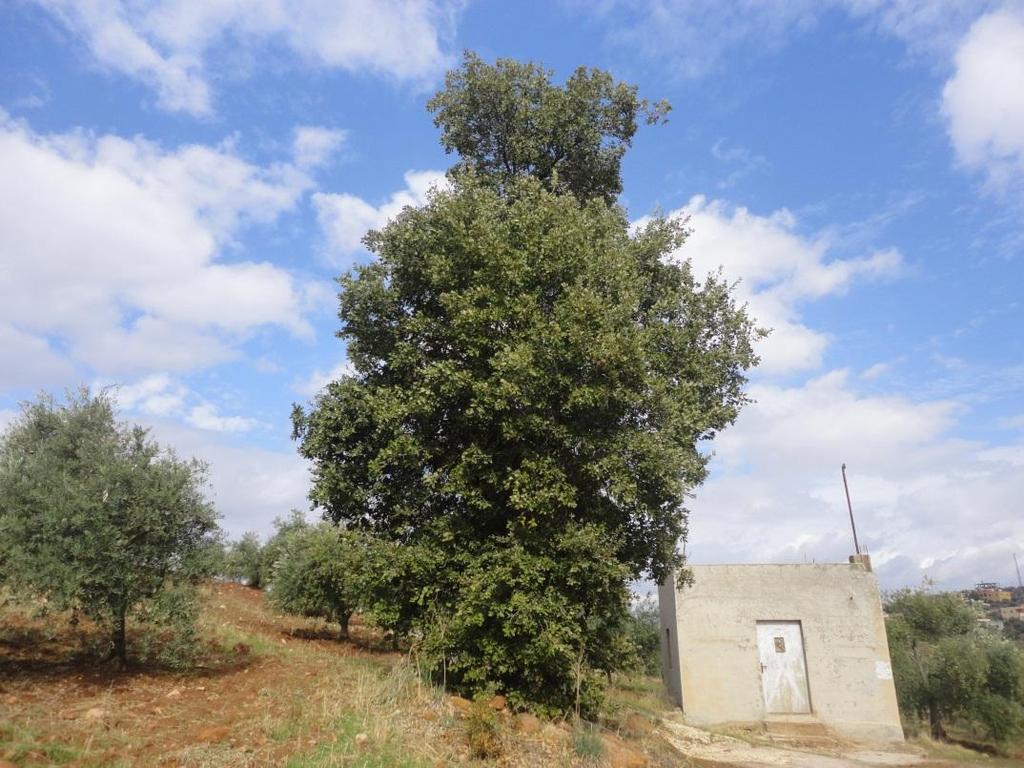 Quercus calliprinos, kermes oak The tree provides good animal fodder for sheep and