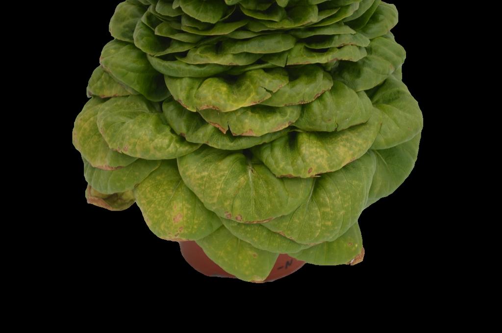 lettuce (Lactuca sativa). Photo by: Josh Henry. Nutritional Monitoring Series 2018 Figure 3.