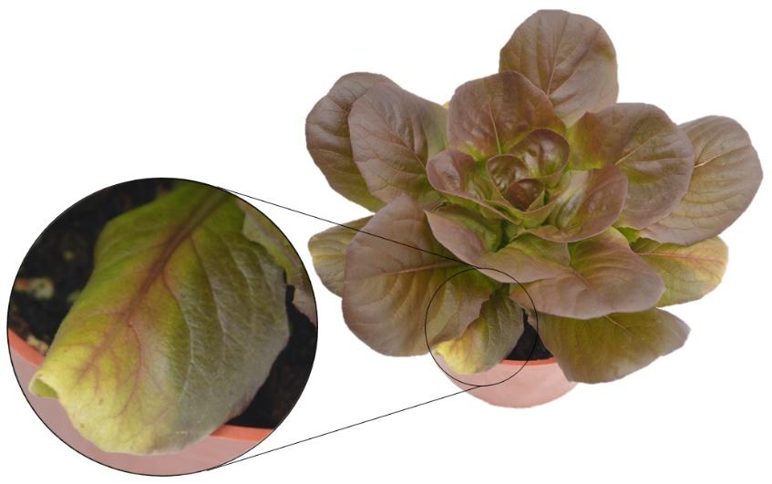 Calcium (Ca) deficiency induced tipburn is a common symptom observed in greenhouse lettuce production (Fig. 6).