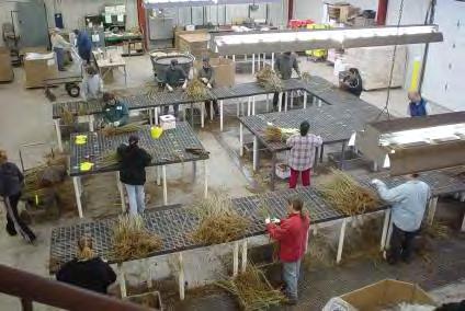 Grading Seedlings are graded to size standard Counted and