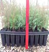 Sold in container of 30 Trees 14 x 11.
