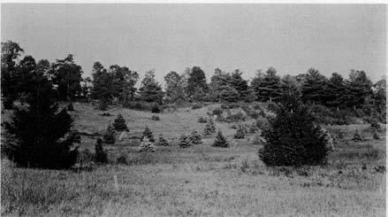 17 A view of the pinetum, or conifer collection, above the banks of Bussey Brook. Photograph, taken in 1892, from the ArchIves of the Arnold Arboretum.