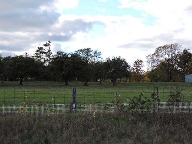 West. (Town of Oakville) Figure 5: View of orchard