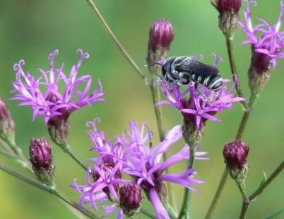 Bees, butterflies, skippers, dragon flies, spiders, and beetles fill our native landscapes with activity. Tall ironweed (Vernonia angustifolia) Had a good summer.