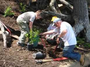 Volunteers helped to spread mulch to stabilize an