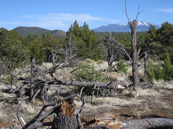 Technical assistance needs Budget Dead pinyon pine trees
