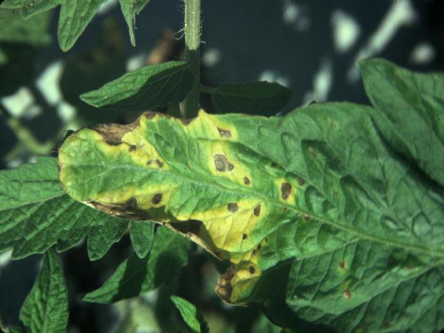 Fungal Diseases Early &