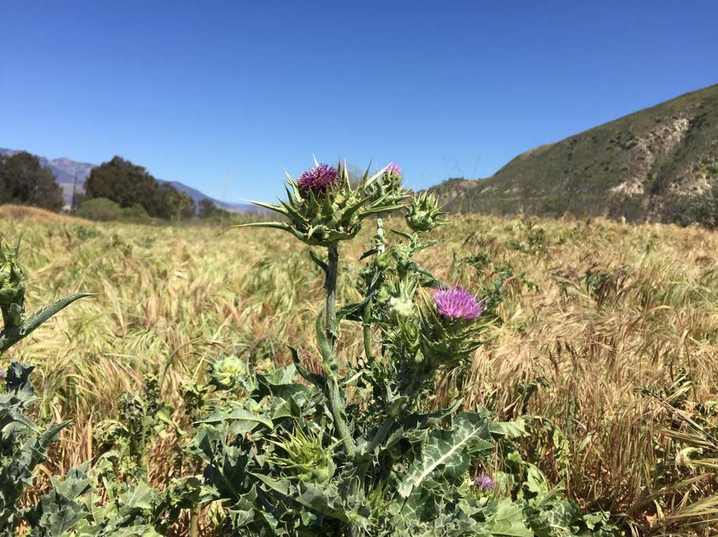 Current Field Projects The Nature Conservancy Floristic inventory of the Santa Clara River >1,600 vouchers (676 plant taxa) 8 (9) new naturalized taxa for Ventura County (in prep for publication) -