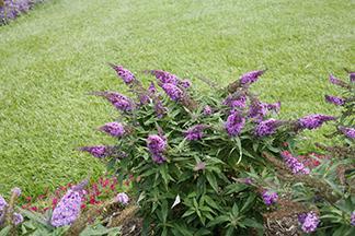 PUGSTER PERIWINKLE Buddleia ' SMNBDO' Common name: butterfly bush USDA/AHS zones: USDA 5/AHS 9 2 /.