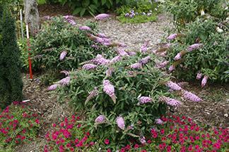 PUGSTER PINK Buddleia 'SMNBDPT' Common name: butterfly bush USDA/AHS zones: USDA 5/AHS 9 2 /.