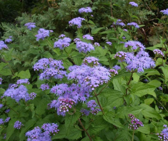 AGERATUM Hardy Blue Common name: Mistflower Easy-to-grow perennial provides a punch of tall, soft blue color in late summer to fall. Attracts Pollinators, Butterflies and Deer.