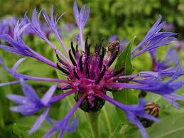 BACHELOR BUTTONS Common name: Cornflower Fringed flowers that is attractive to bees and butterflies. Good cut flower.
