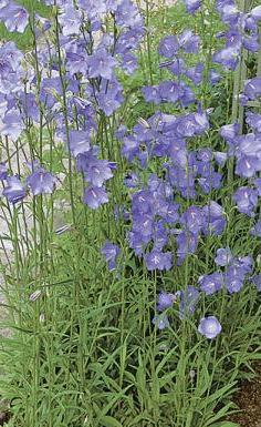 CAMPANULA Peachleaf Common name: Bellflower This plant is one of the most popular campanulas.