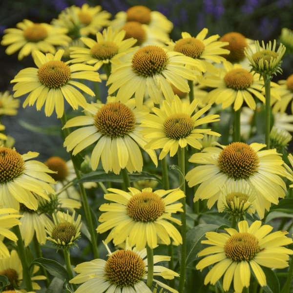 ECHINACEA Cleopatra Common Name: Coneflower Named for the brilliant yellow Cleopatra Butterfly, the blossoms of this fantastic new coneflower mimics its namesake.