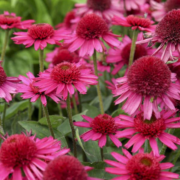 ECHINACEA Delicious Candy Common Name: Coneflower According to the Dutch hybridizer Marco van Noort, Delicious Candy is his best Echinacea in 5 years!