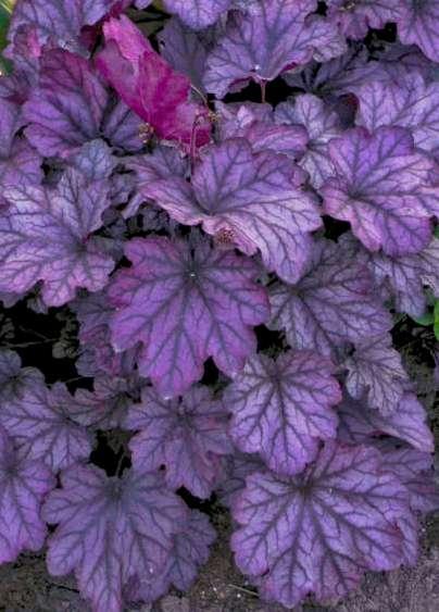 HEUCHERA Blackberry Ice Common name: Coral Bells If you re looking for the new standard in purple Heucheras, you ve found it!