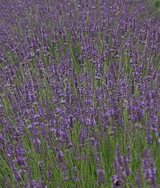 $8.00 LAVENDULA PHENOMENAL Common name: English Lavender One of the hottest lavenders to hit the market in years and certainly one of Lloyd Traven s favorite perennials ever!