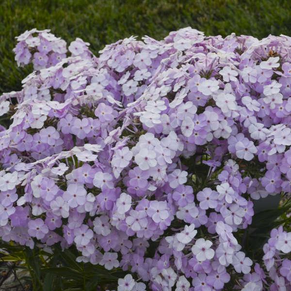 $8.00 PHLOX AMETHYST PEARL Common name: Hybrid Phlox Light amethyst pink flowers with a white eye are produced in loose, rounded panicles in early summer and reblooms again in early fall.