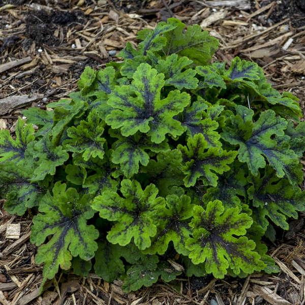 $8.00 TIARELLA FINGERPAINT Common Name: Foamflower This woodland perennial is truly a plant with interest for all seasons. Starting in spring, bright green foliage will jump out at you from the shade.