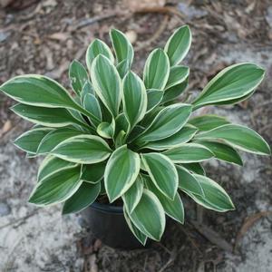 Hosta Hush Puppy Perennial / Full Shade / 4-5 inches Moist well-drained soil. Can tolerate clay. Drought tolerant after established. Blooms in June but valued for foliage.