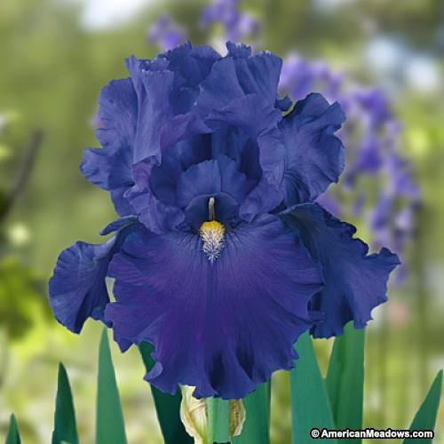 Bearded Iris Blue - Perennial / Sun to Part shade / 24 to 36 inches Can tolerate clay soil and both wet and dry conditions. Plant with top of rhizome exposed.