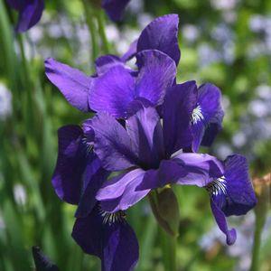Iris (Siberian) Perennial / Sun to Part shade / 24 to 36 inches Rich purple to deep blue flowers with gold markings on the falls.