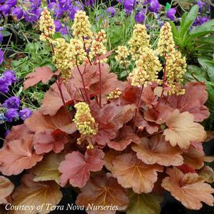 Heuchera / Coral Bells Perennial / 5 6 inches / Light Shade to Shade Moist well drained soil.