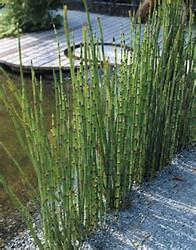 Horse Tail Perennial / Up to 4 feet / Sun to Part Shade Useful in water gardens. Japanese gardens, bog gardens, stream or pond peripheries.