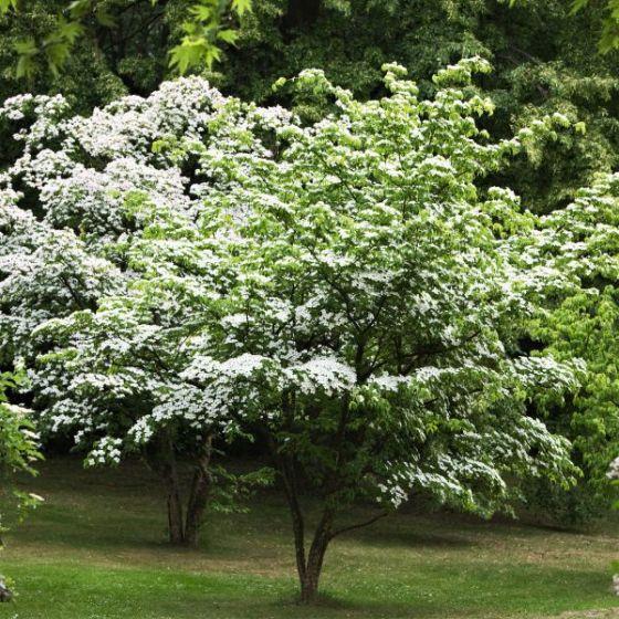 Kousa Dogwood Tree Deciduous Tree / 20-30 ft / Partial to Full Sun Dark green leaves with white blooms in spring. Red berries in the summer.