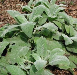 Lamb s Ear Perennial / Sun to Light Shade /10 12inches Well drained soil. Rabbit and deer resistant. Evergreen.