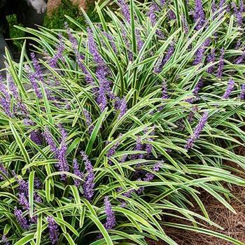 Liriope, Variegated, Monkey Grass Perennial / 8-12 inches / Sun Shade Comes in different varieties and is evergreen.
