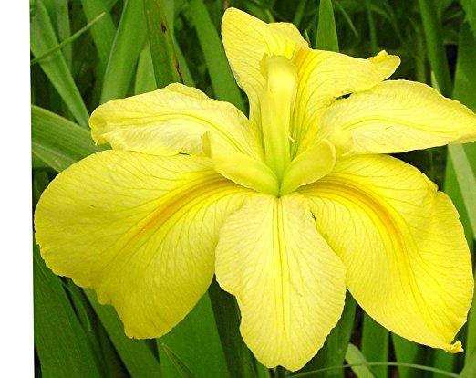 Louisiana Iris Perennial / Full Sun / 34 36 inches Do not allow to dry out. Flowers in May.