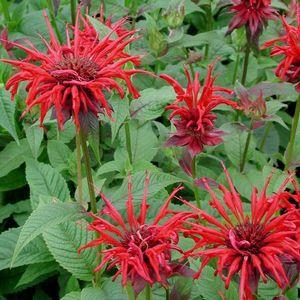 Monardia / Bee Balm Perennial / Full Sun to Light Shade / 48 60 inches Moist well drained soil. Can tolerate clay. Drought tolerant. Good for cut flowers, fragrance and long blooming.