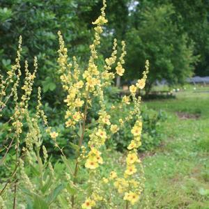 Mullein Perennial / Full Sun / 36-40 inches Average to moist well drained soil. Drought tolerant after established. Deer resistant. Attracts butterflies.