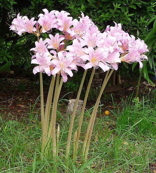 Naked Ladies Perennial / Full Sun / 20 inches Description The green strap-shaped leaves of naked lady make a significant clump of foliage in the garden in winter and spring, but then they die down.